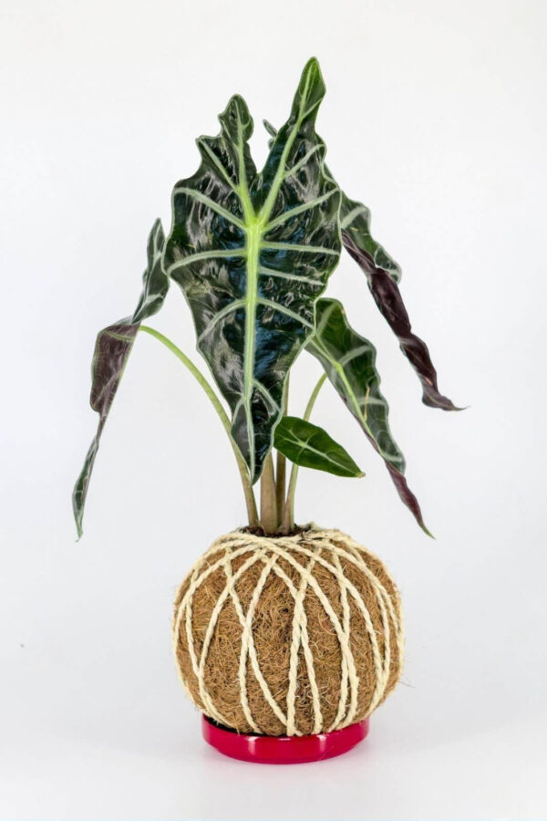 Kokedama Alocásia Amazônica