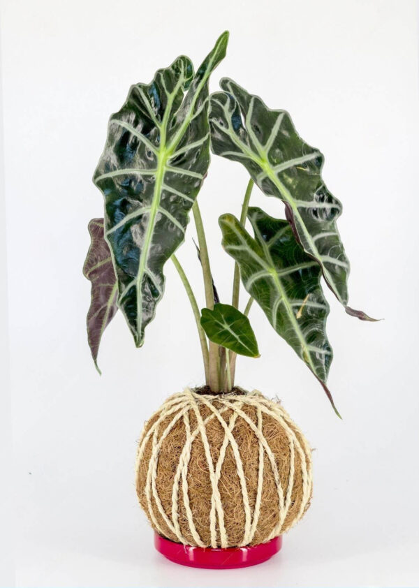 Kokedama Alocásia Amazônica - Image 2