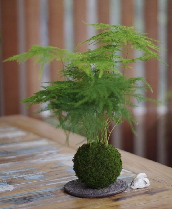 Kokedama Aspargo Melindre