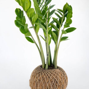 kokedama_Zamioculca