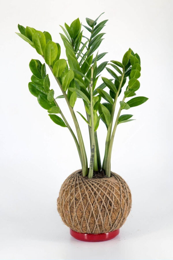 kokedama_Zamioculca