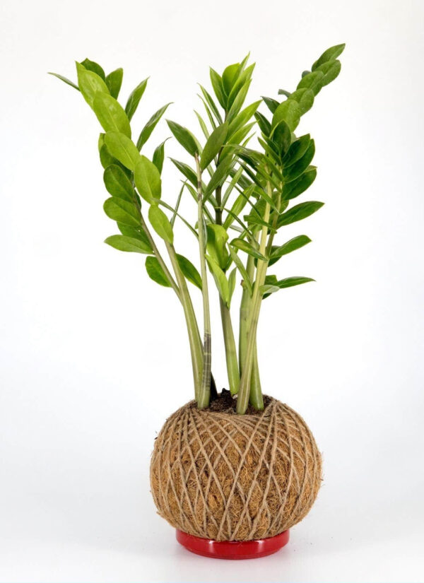 Kokedama Zamioculca - Image 2